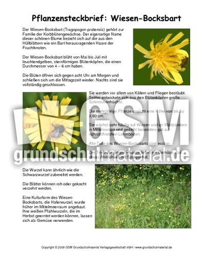 Steckbrief-Wiesen-Bocksbart.pdf